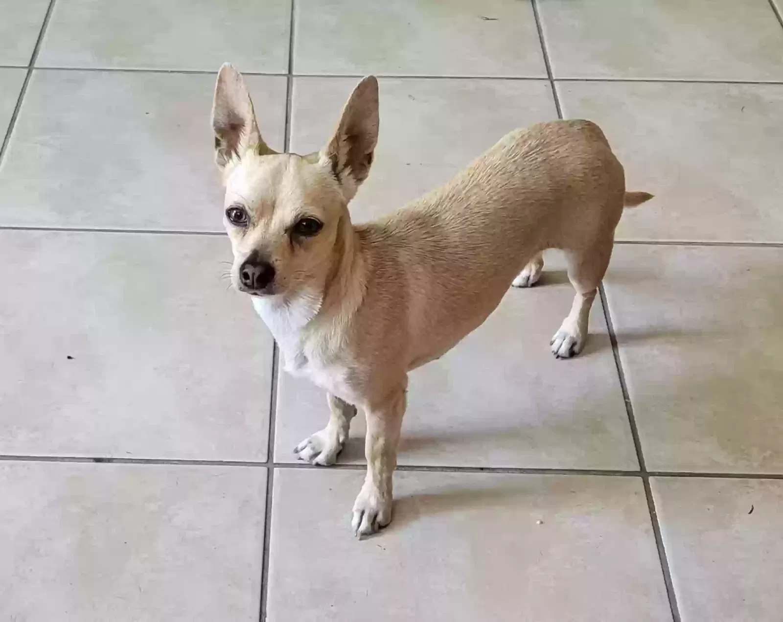 Found dog in Oxnard, CA, 93033