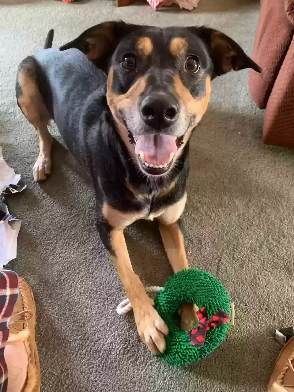Lost dog in Pittsburgh, PA, 15243