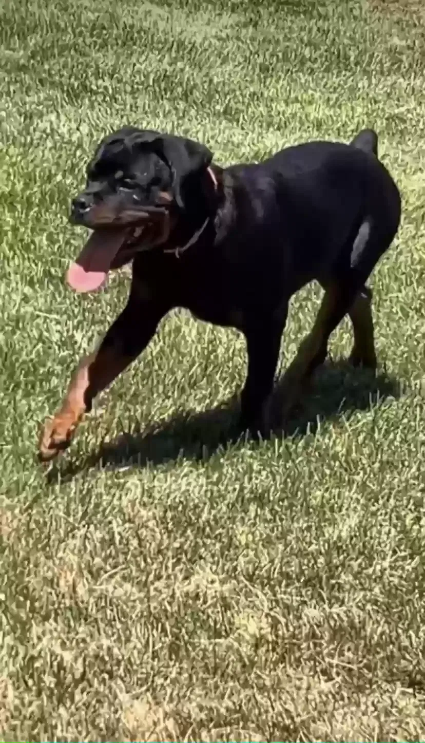 Lost dog in Patterson, CA, 95363