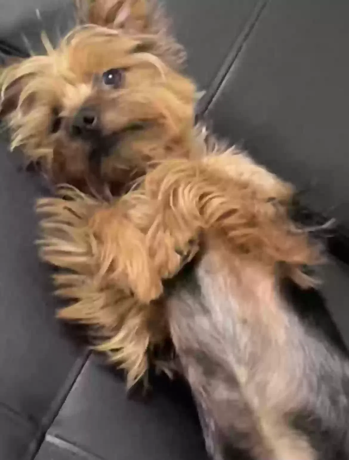 Lost dog in Jamaica, NY, 11434