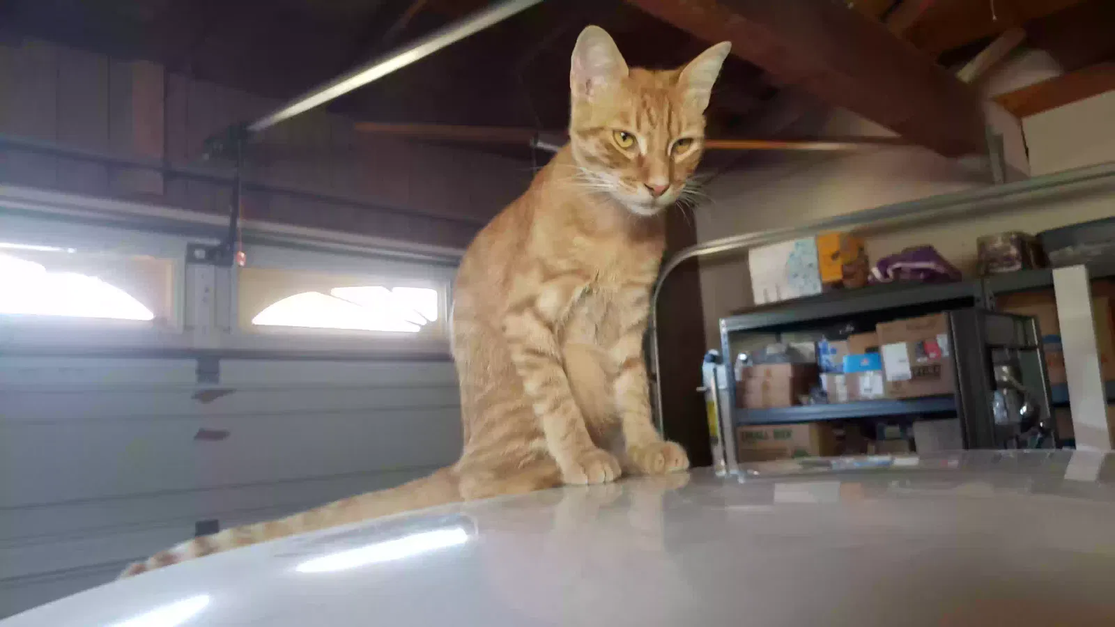 Lost cat in San Marcos, CA, 92069