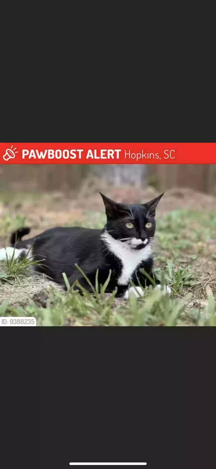 Lost cat in Hopkins, SC, 29061