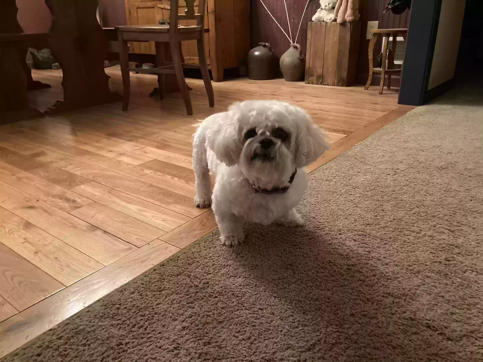 Lost dog in Manheim, PA, 17545