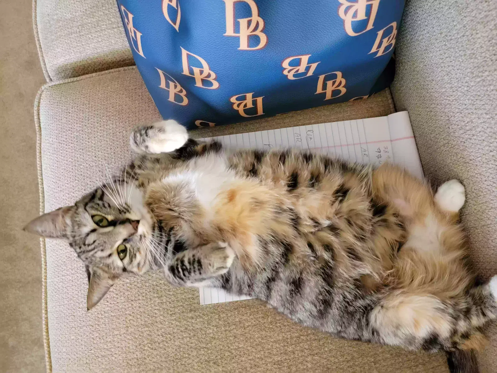 Lost cat in Knoxville, TN, 37922