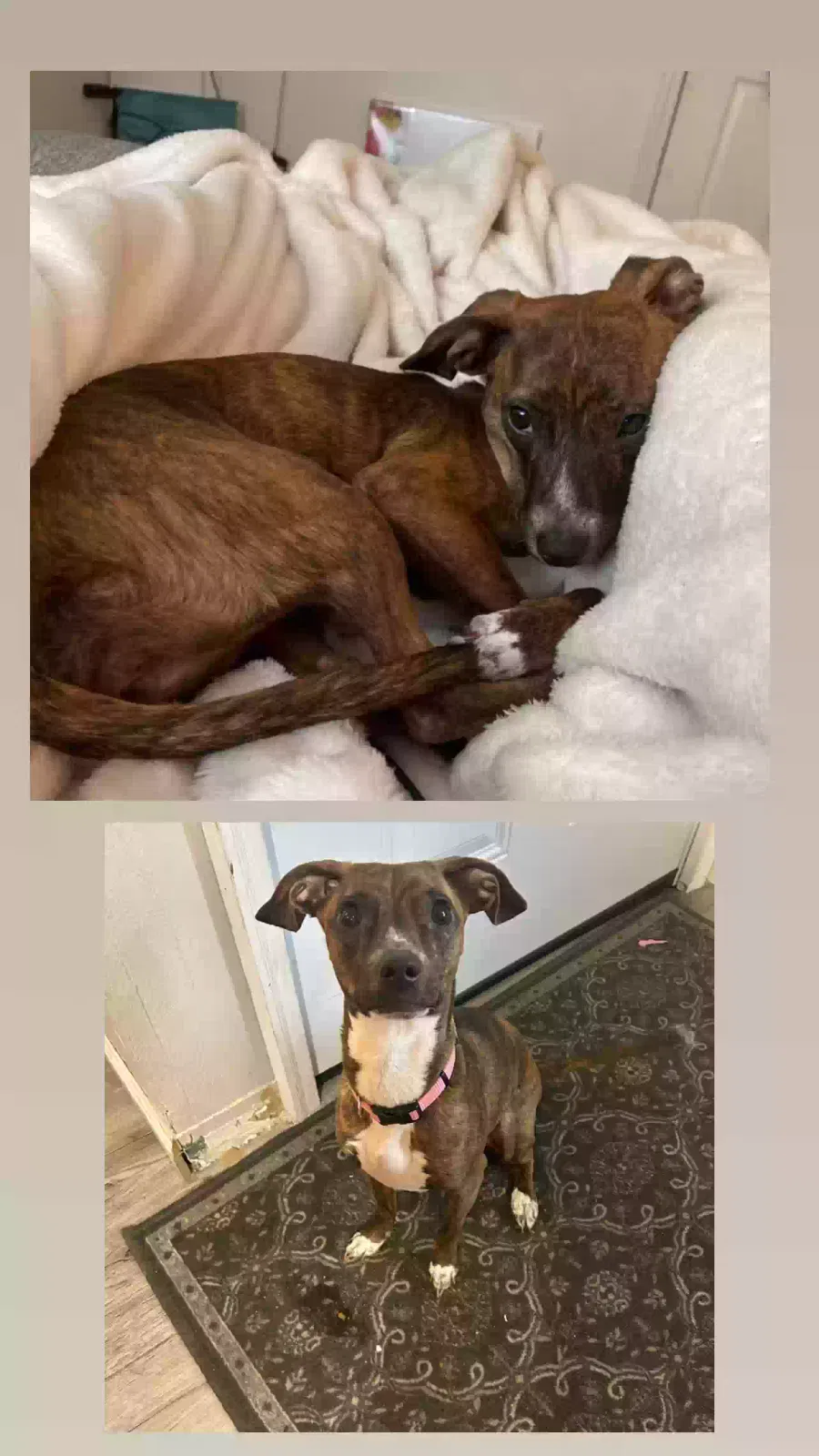 Lost dog in Sparks, NV, 89431