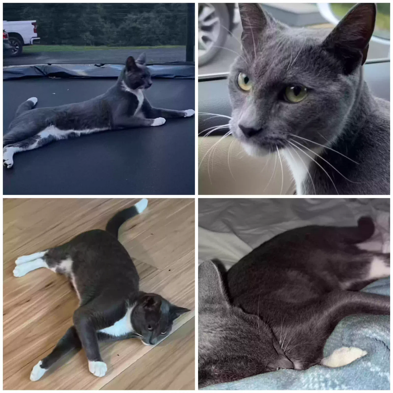 Lost cat in Hinsdale, NH, 3451