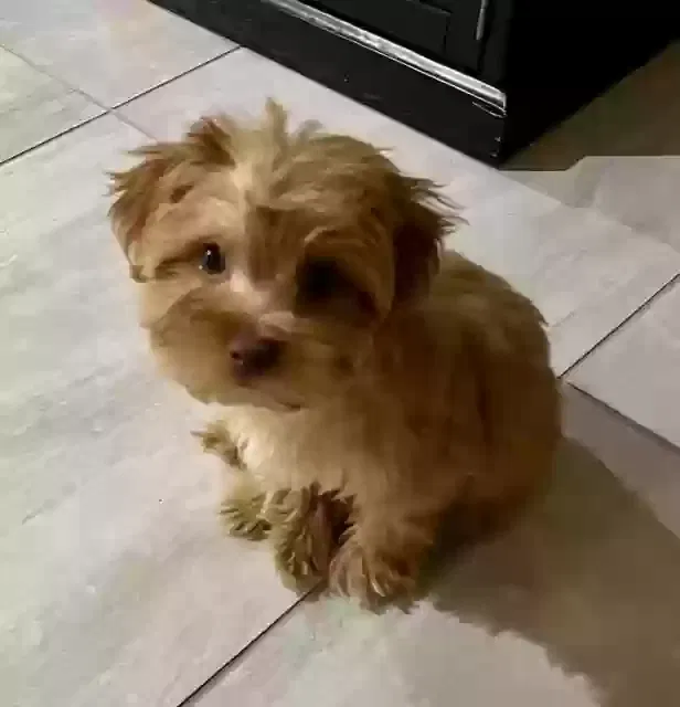 Lost dog in Las Vegas, NV, 89113