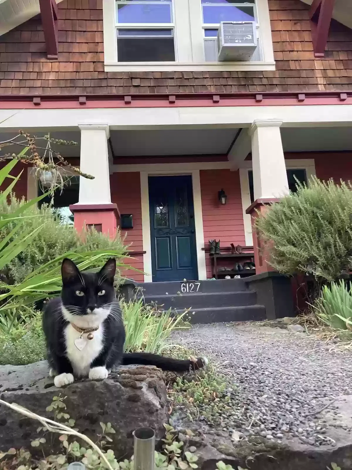 Lost cat in Portland, OR, 97206
