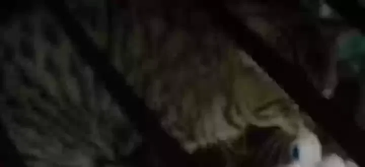 Lost cat in Elyria, OH, 44035