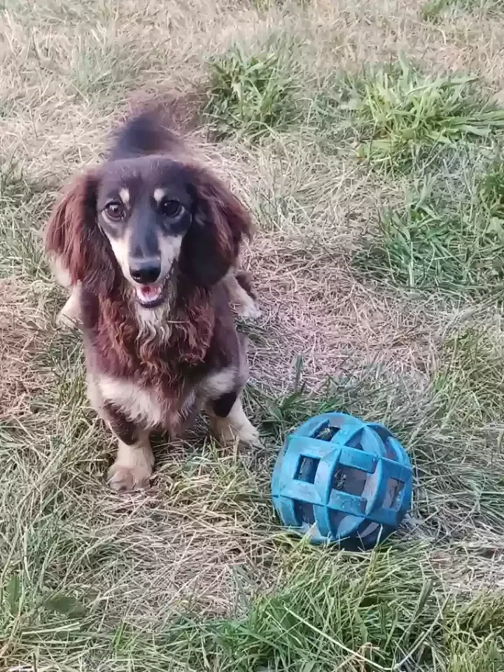 Lost dog in Rexburg, ID, 83440