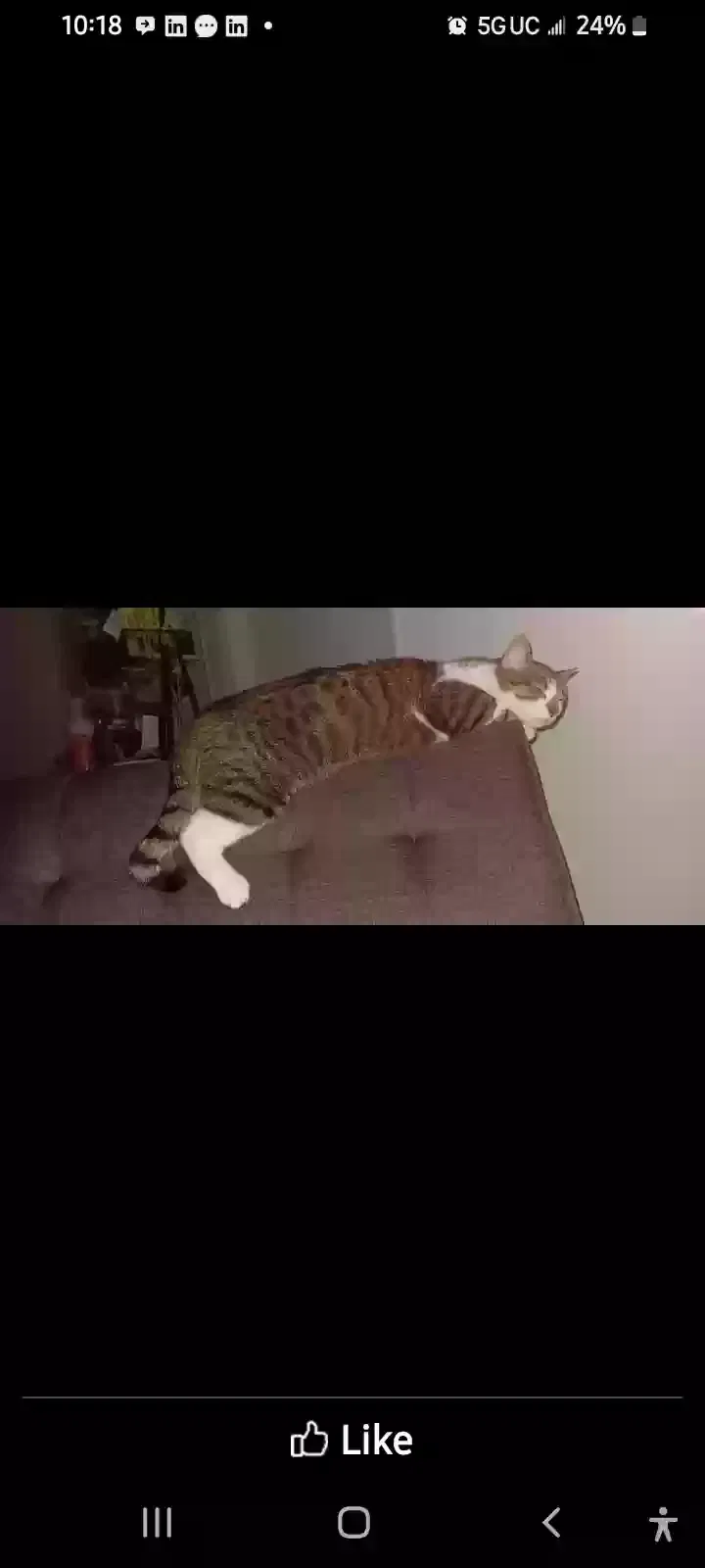 Found cat in Lexington, KY, 40509