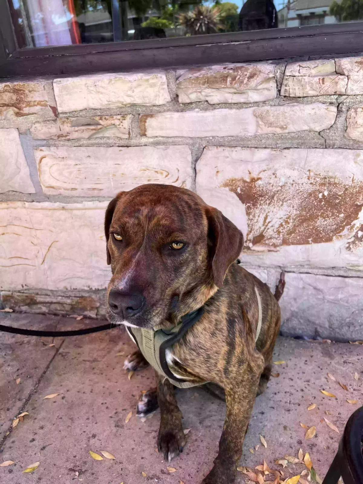 Found dog in Seaside, CA, 93955
