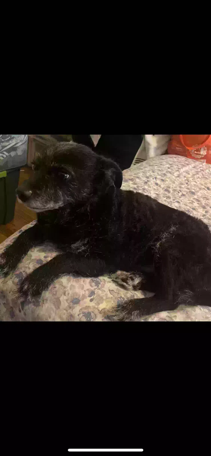 Lost dog in Hawthorne, CA, 90250