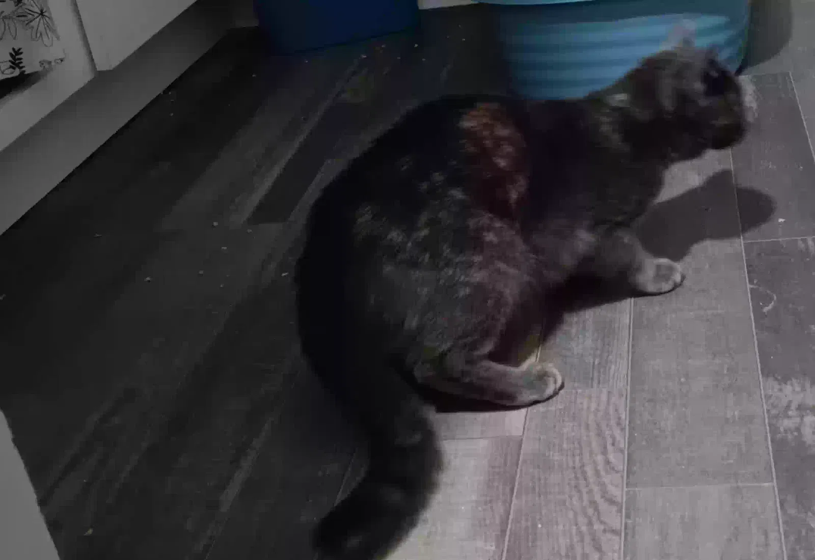 Found cat in Lakewood, WA, 98499