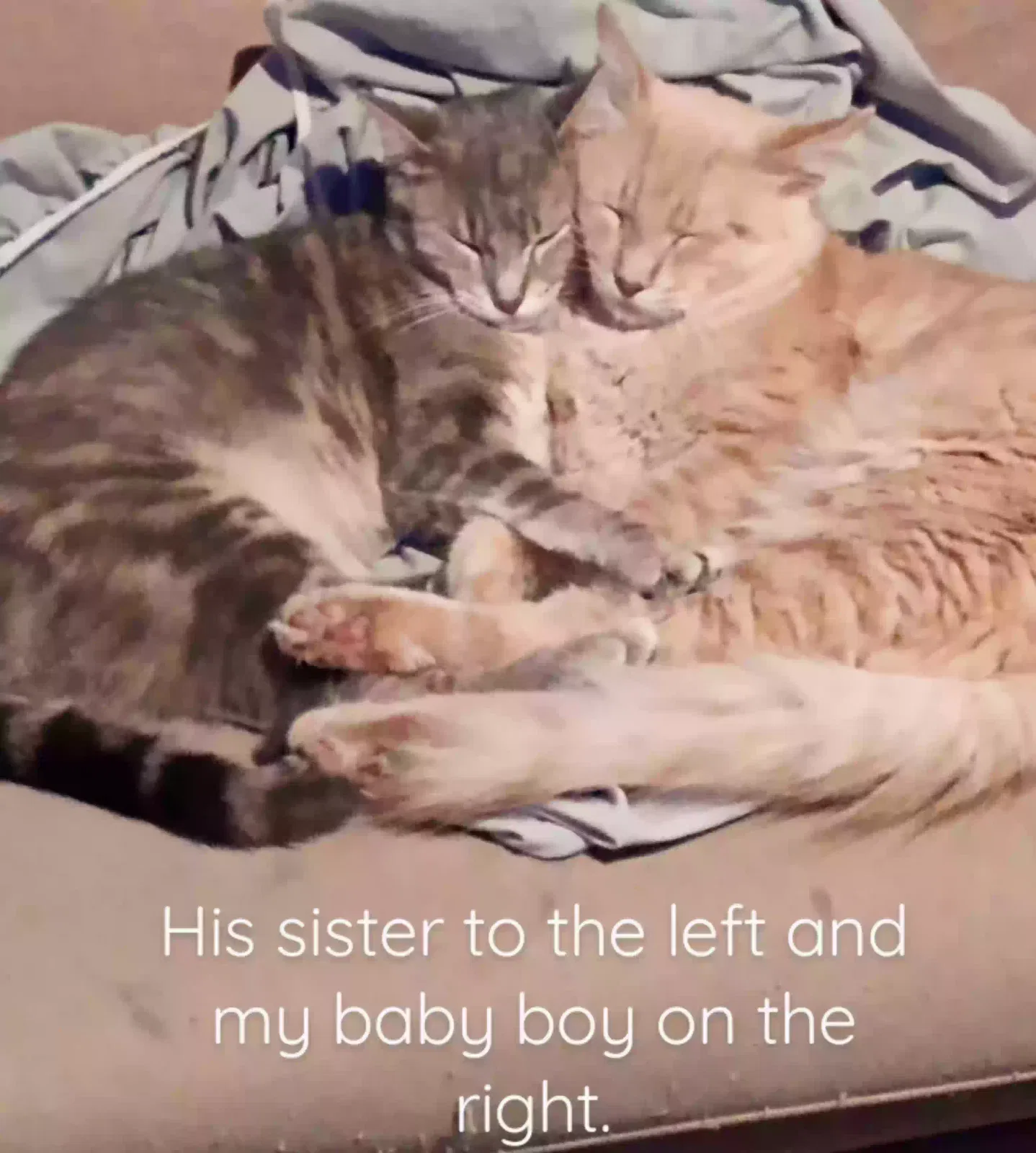 Lost cat in Buda, TX, 78610