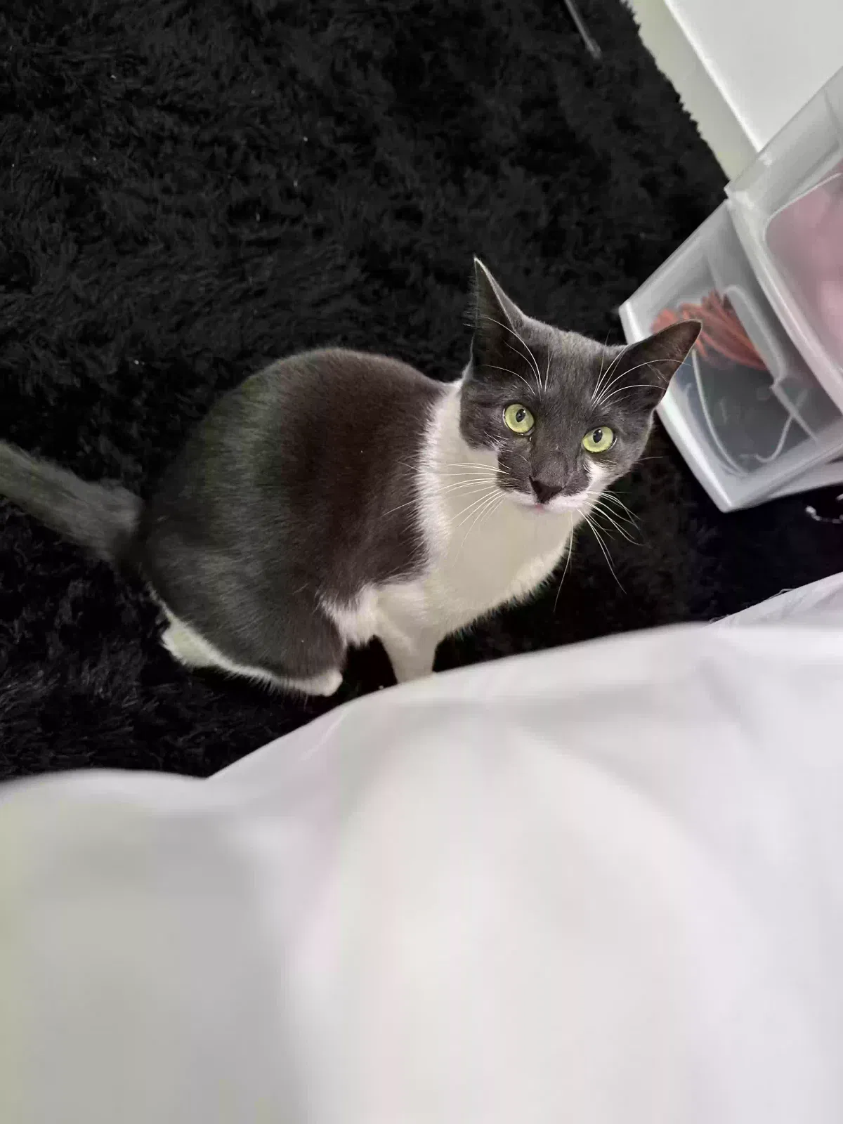 Lost cat in Brooklyn, NY, 11219