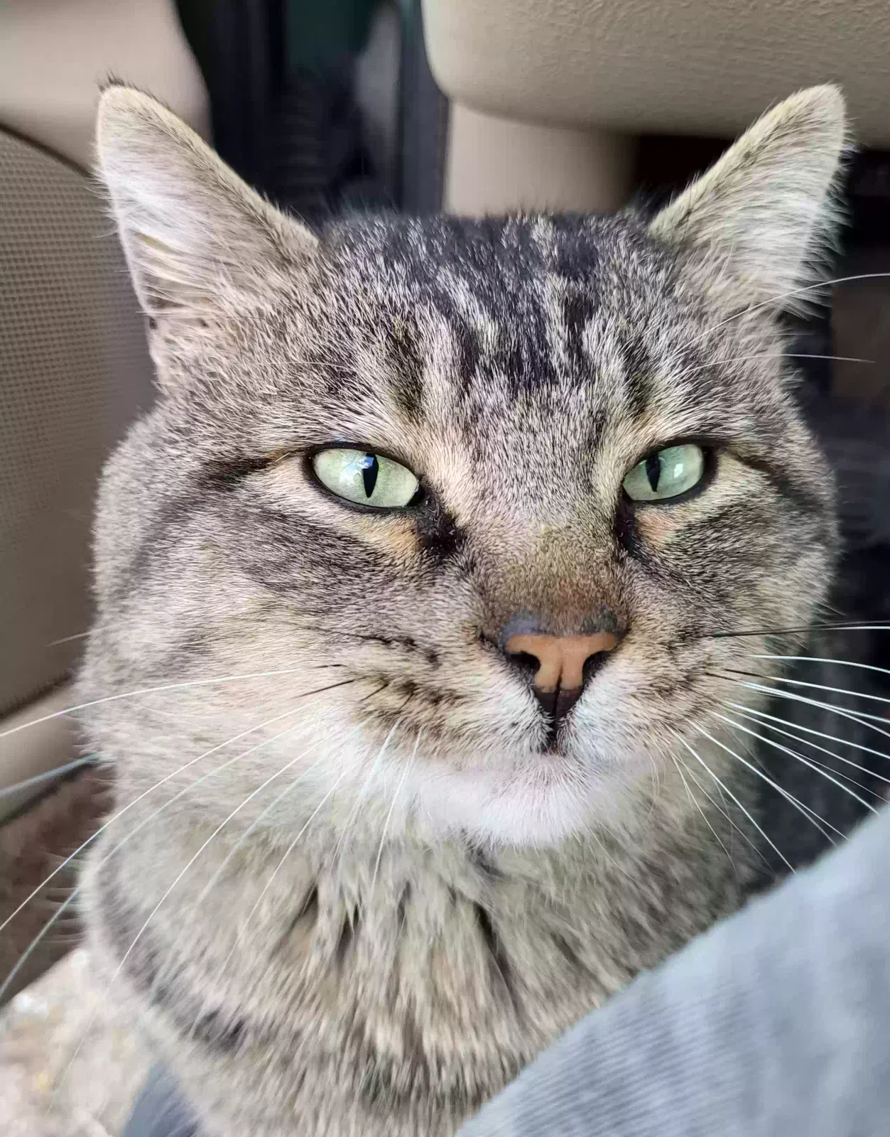 Lost cat in Springfield, MO, 65803