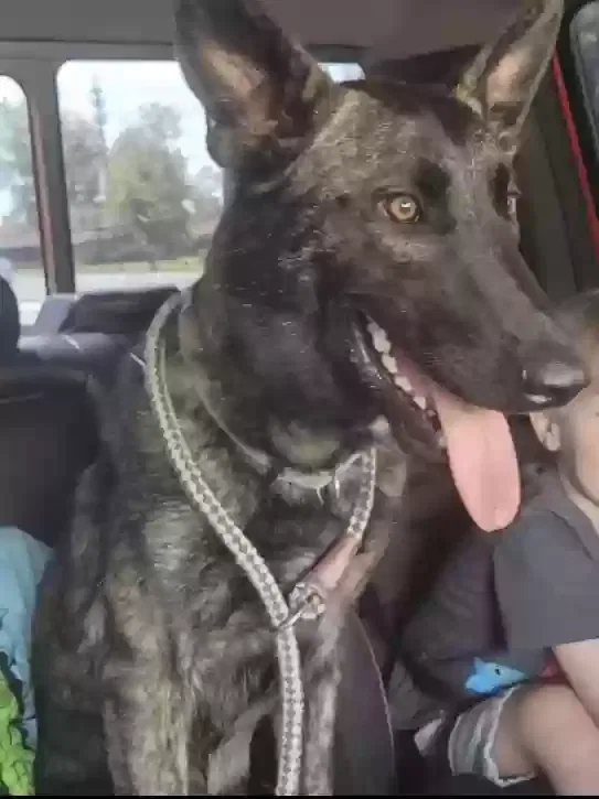 Lost dog in Columbia, AL, 36319