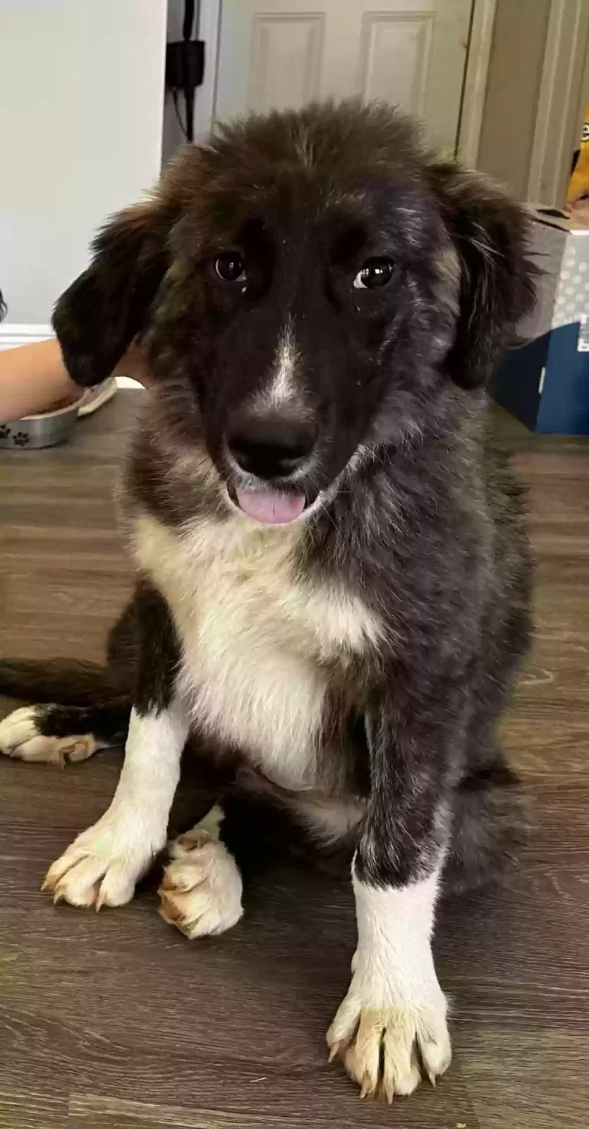 Lost dog in Columbia, AL, 36319