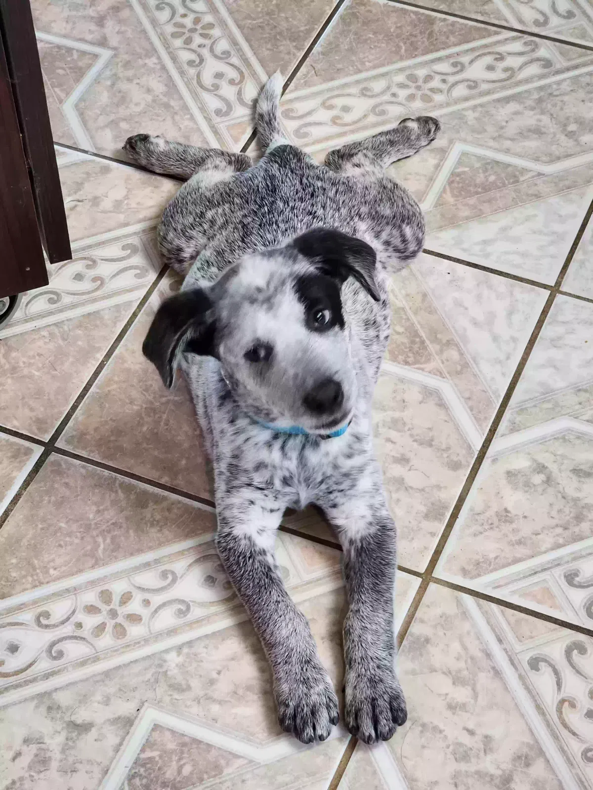 Lost dog in Houston, TX, 77072