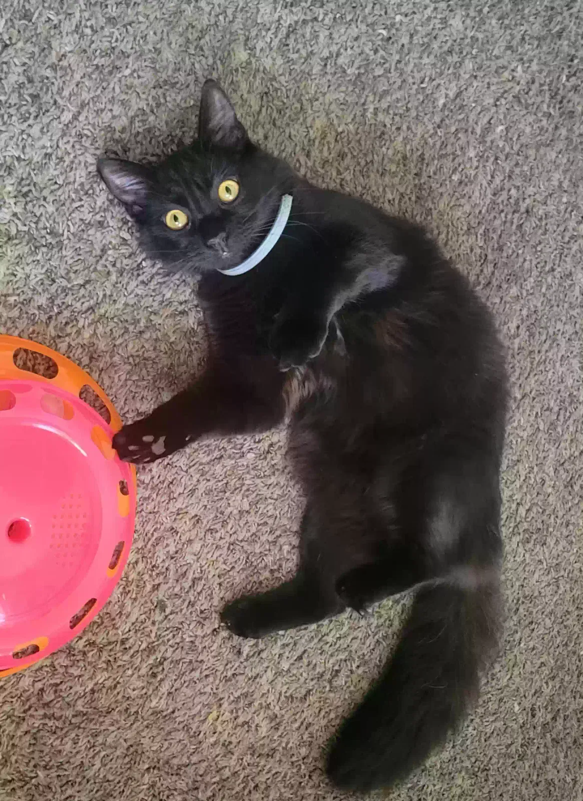 Lost cat in Salinas, CA, 93906