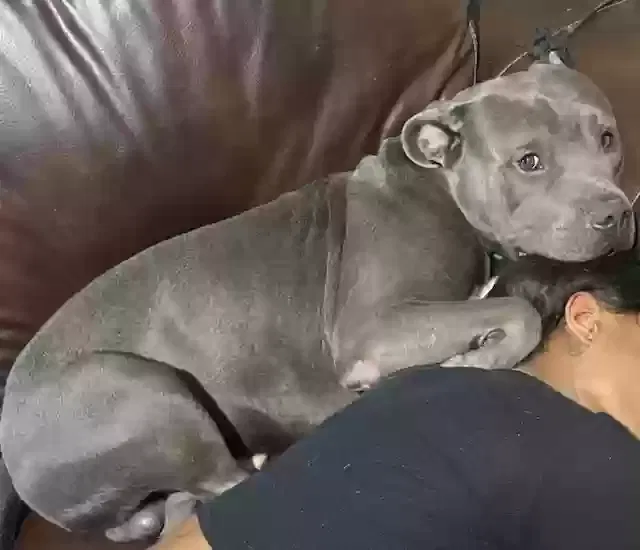 Lost dog in Atlanta, GA, 30315