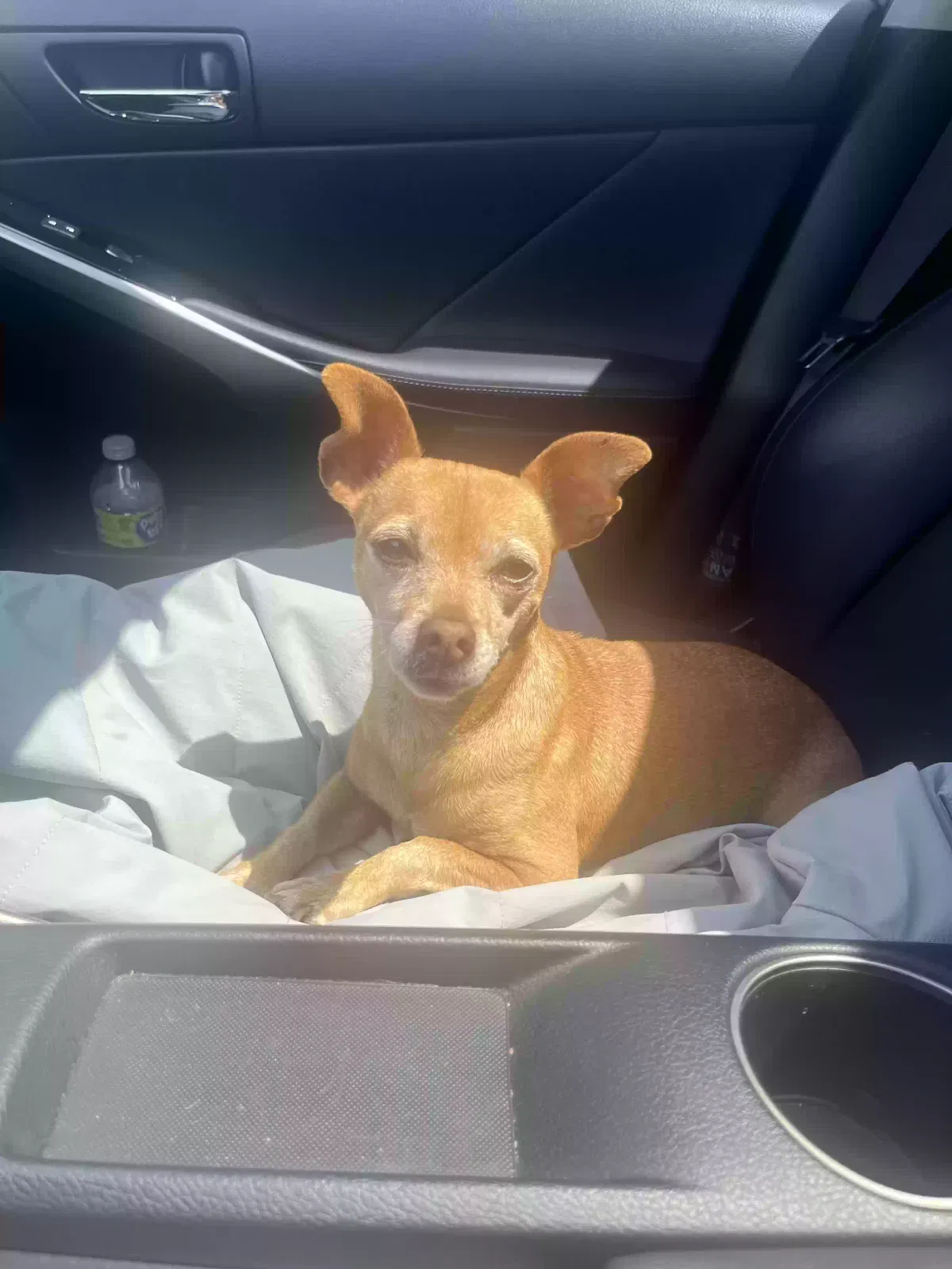 Lost dog in Norwalk, CA, 90650
