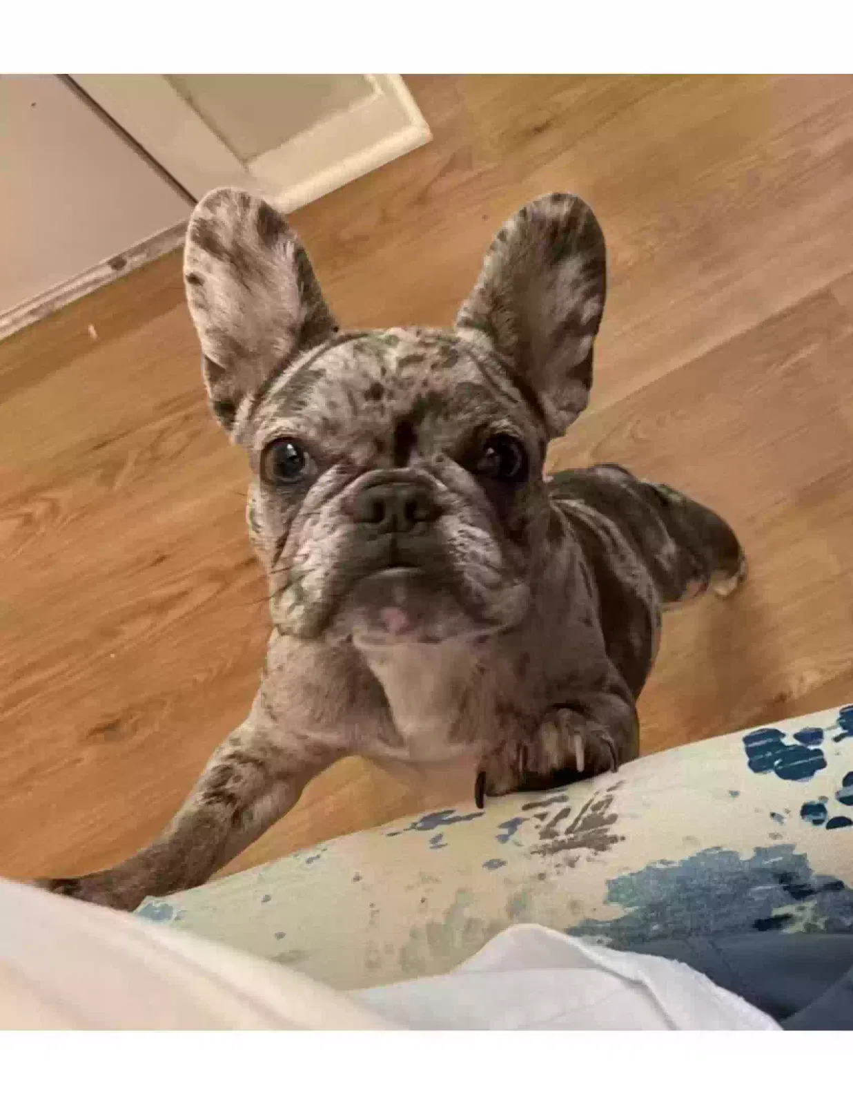 Lost dog in Springfield, VA, 22151