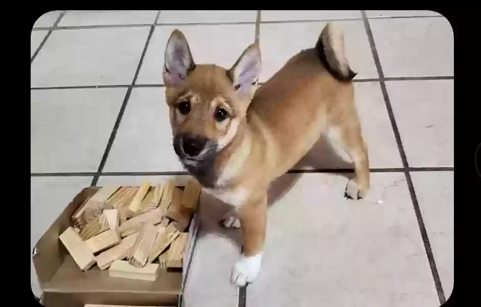 Lost dog in Atlanta, GA, 30305