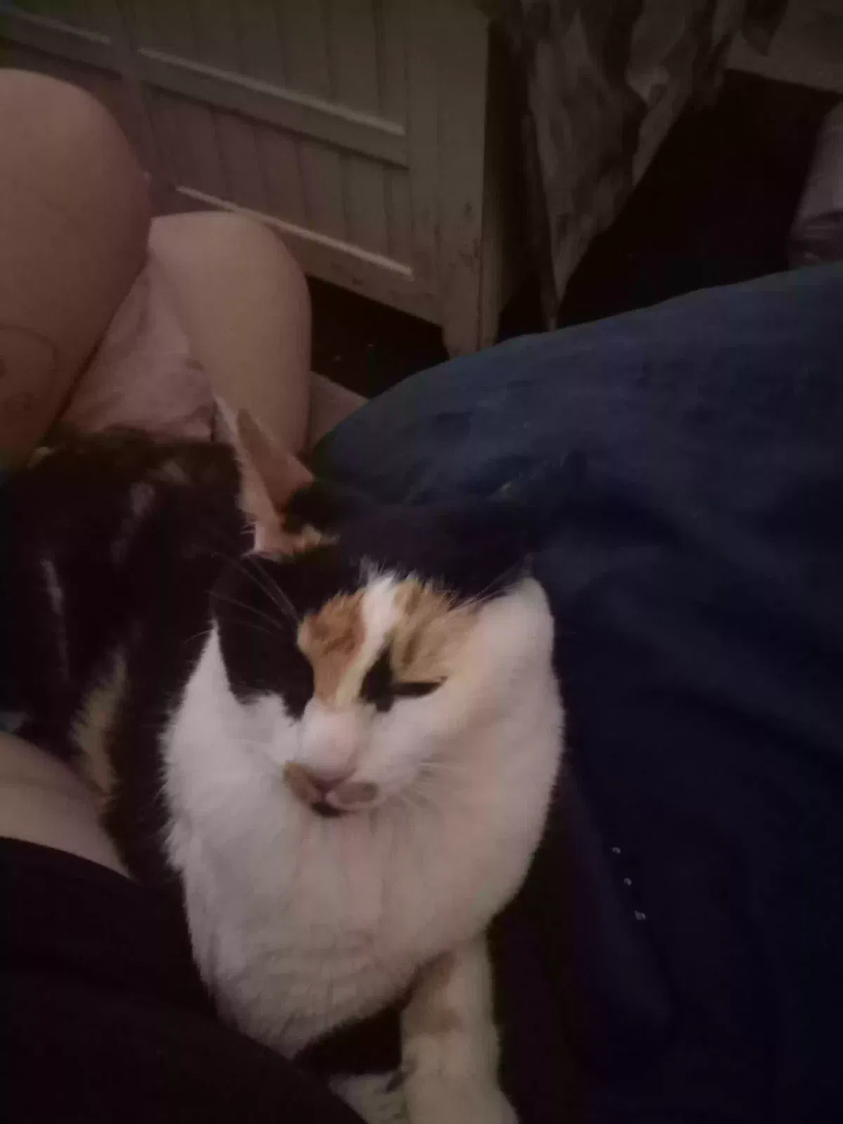 Lost cat in Henderson, NV, 89011