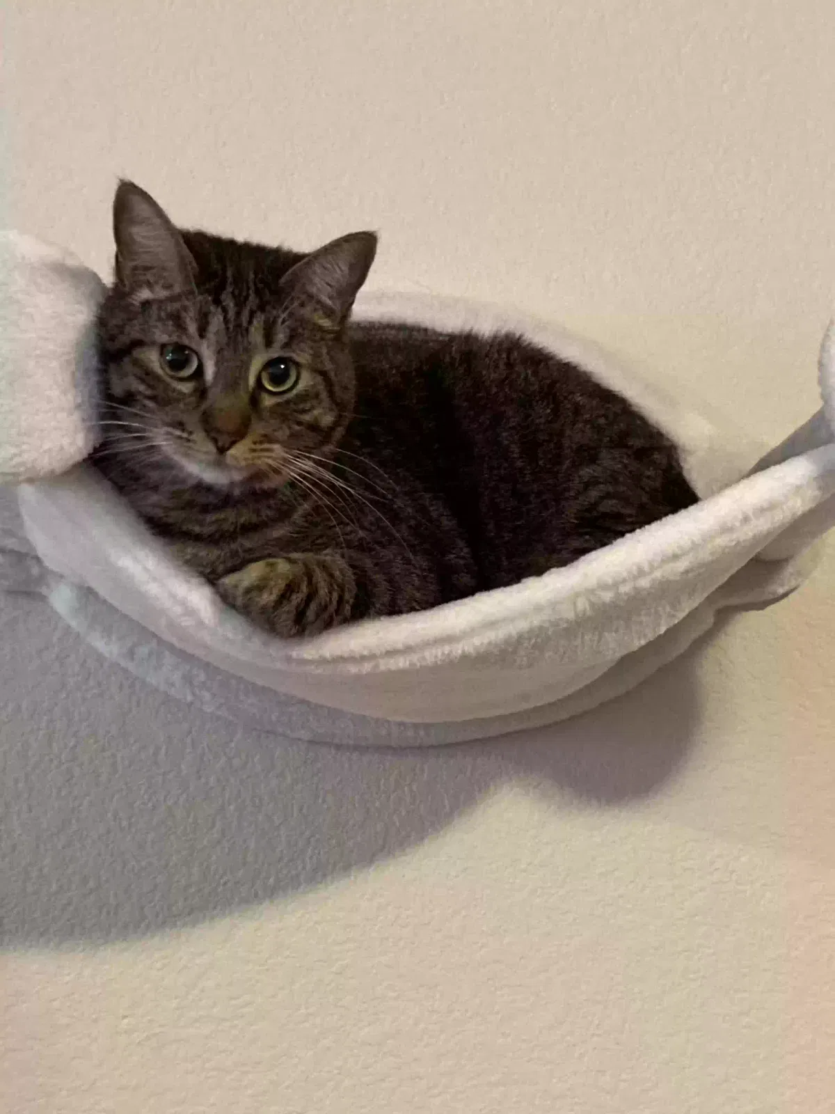 Lost cat in Evans, CO, 80620