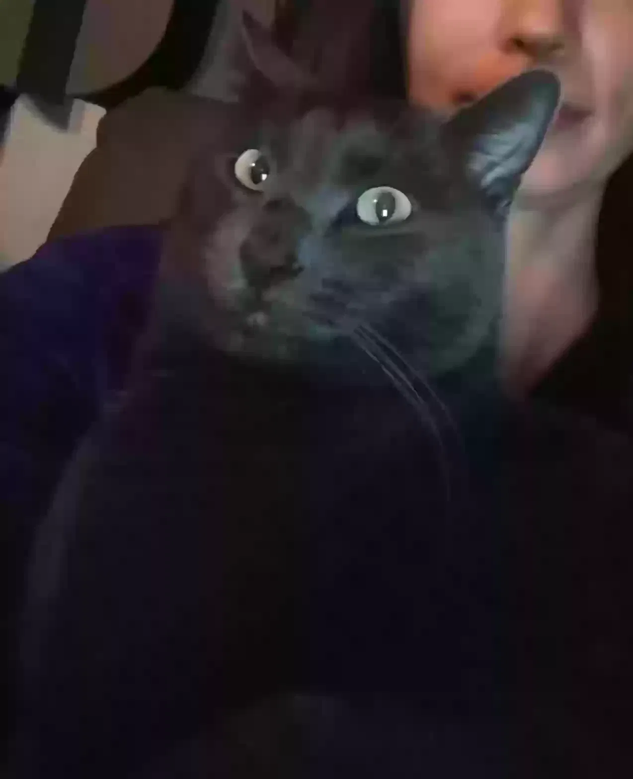 Lost cat in Oldtown, ID, 83822