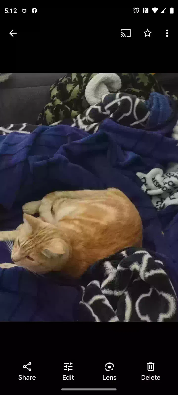 Lost cat in Yorba Linda, CA, 92886