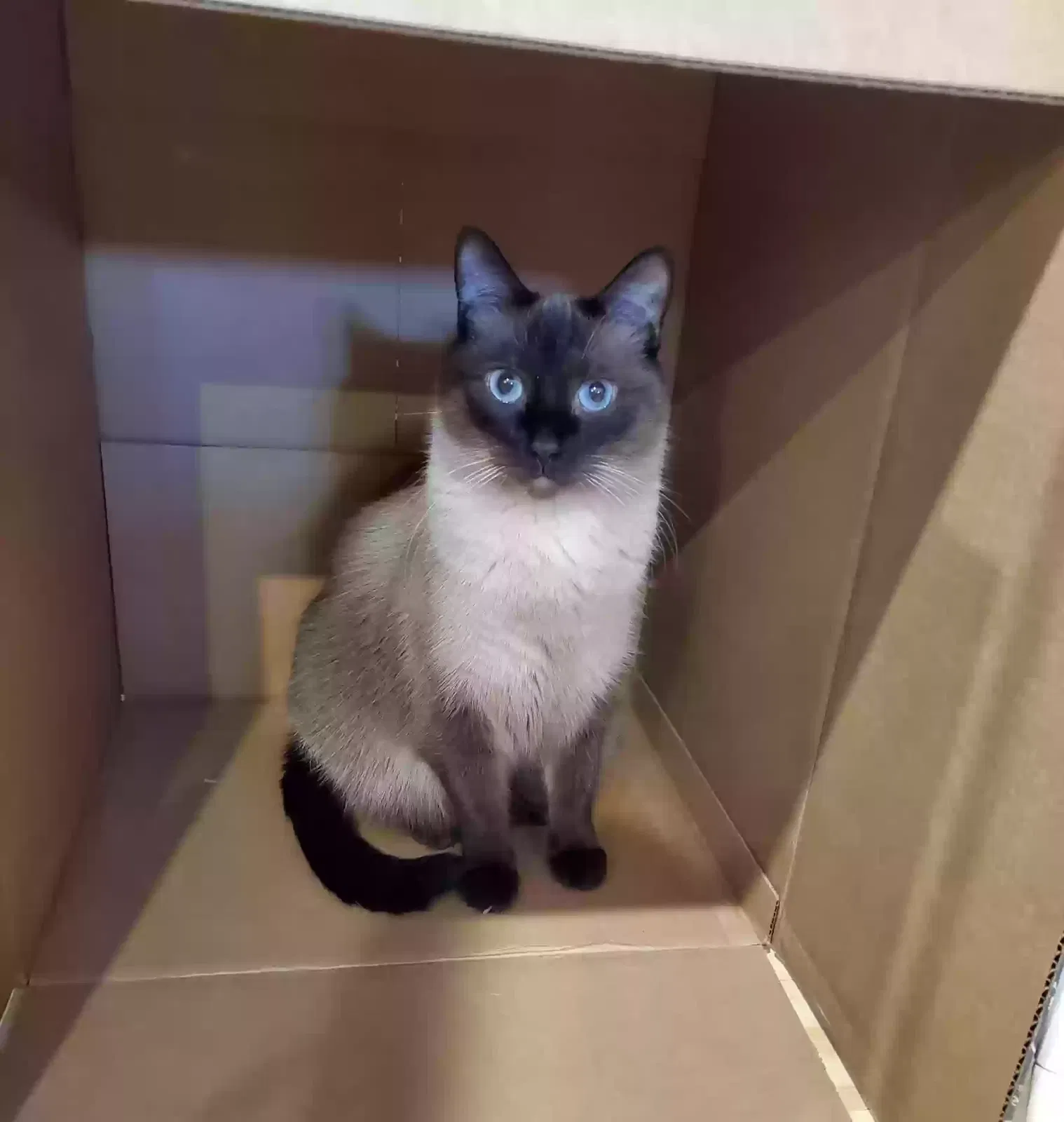 Lost cat in Saint Louis, MO, 63141