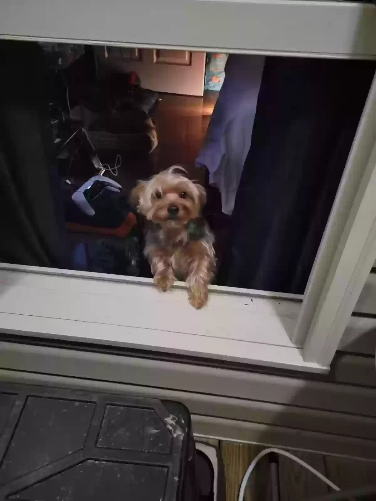 Lost dog in Unknown, AR, 0