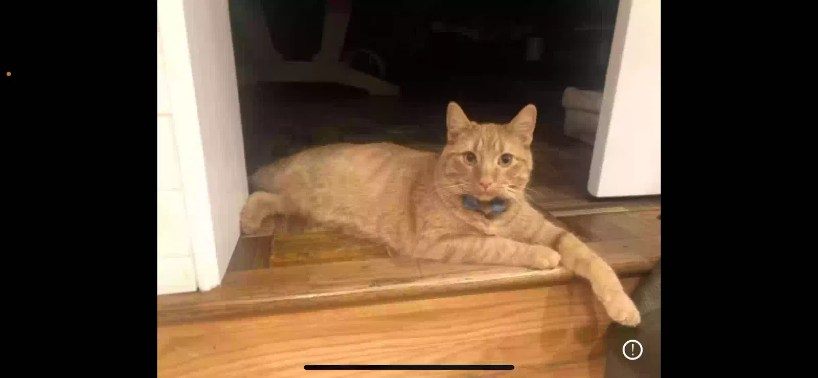 Lost cat in Plainview, NY, 11803
