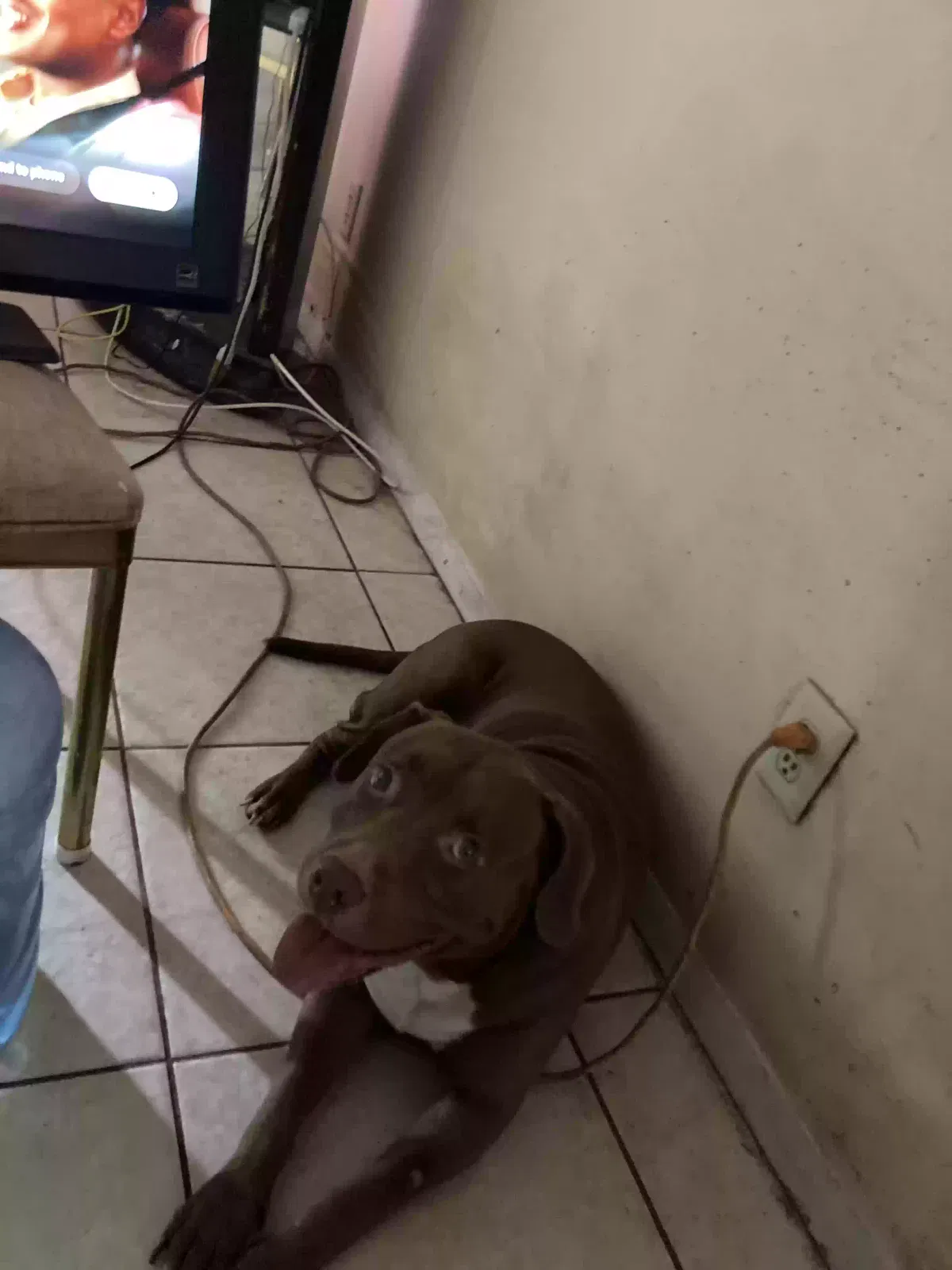 Lost dog in Palm Bay, FL, 32907