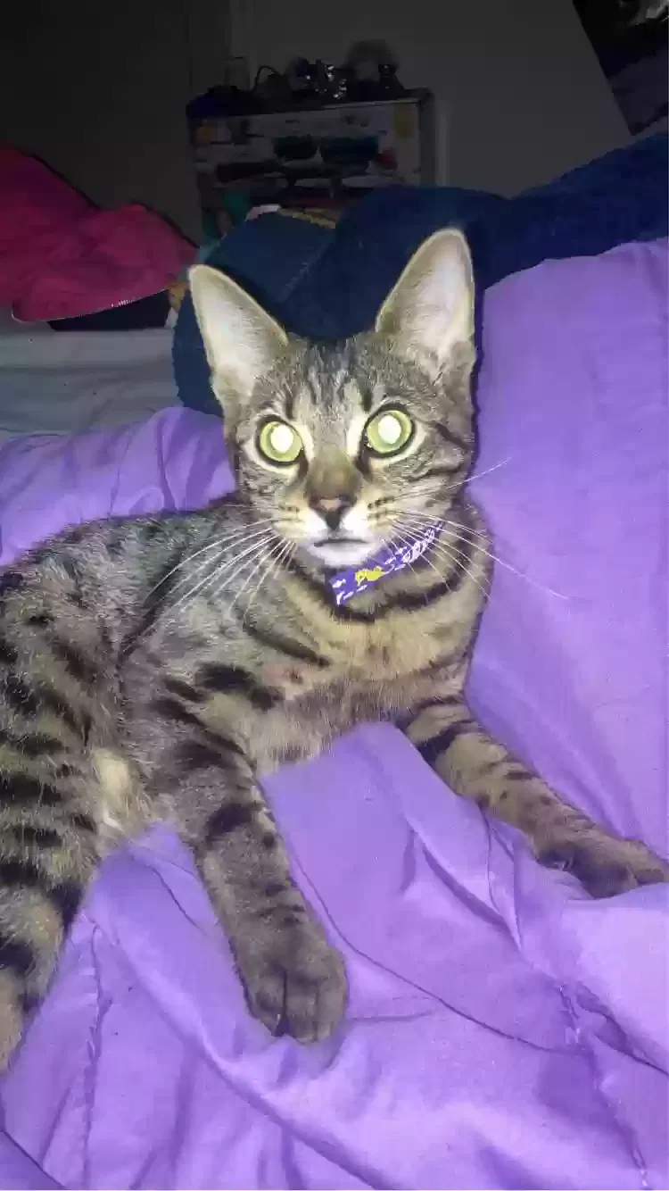 Lost cat in Eugene, OR, 97402