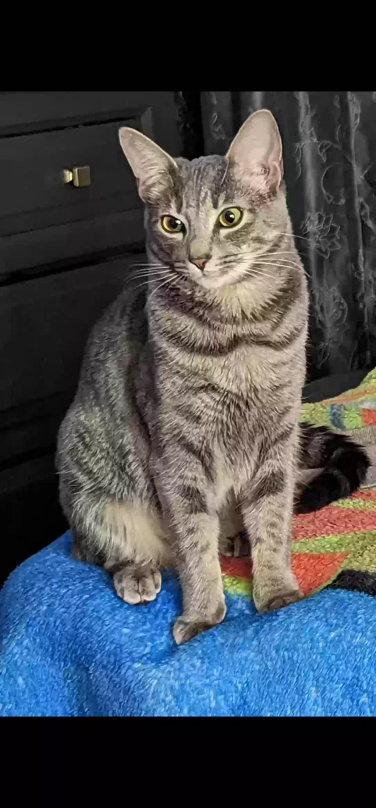 Lost cat in Tucson, AZ, 85719