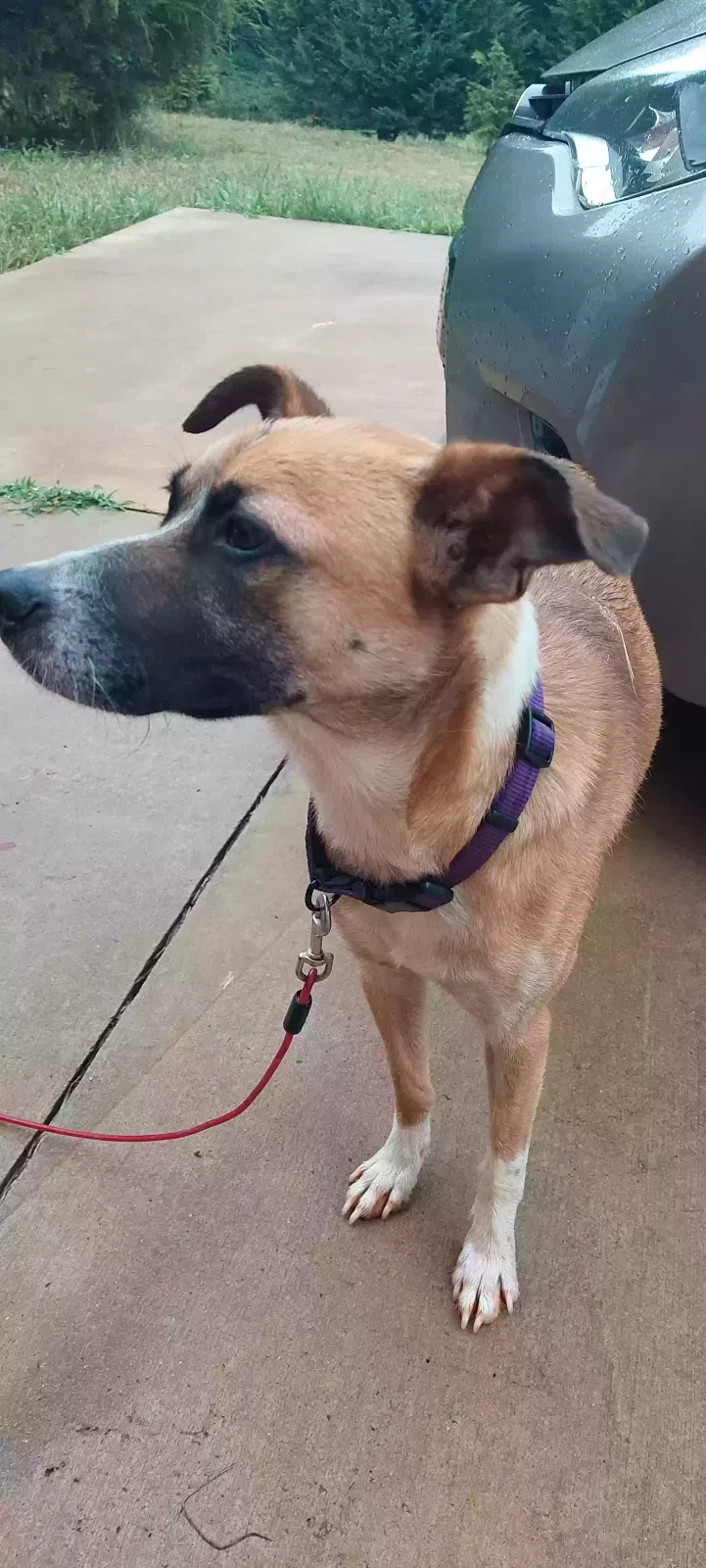 Found dog in Statesville, NC, 28677
