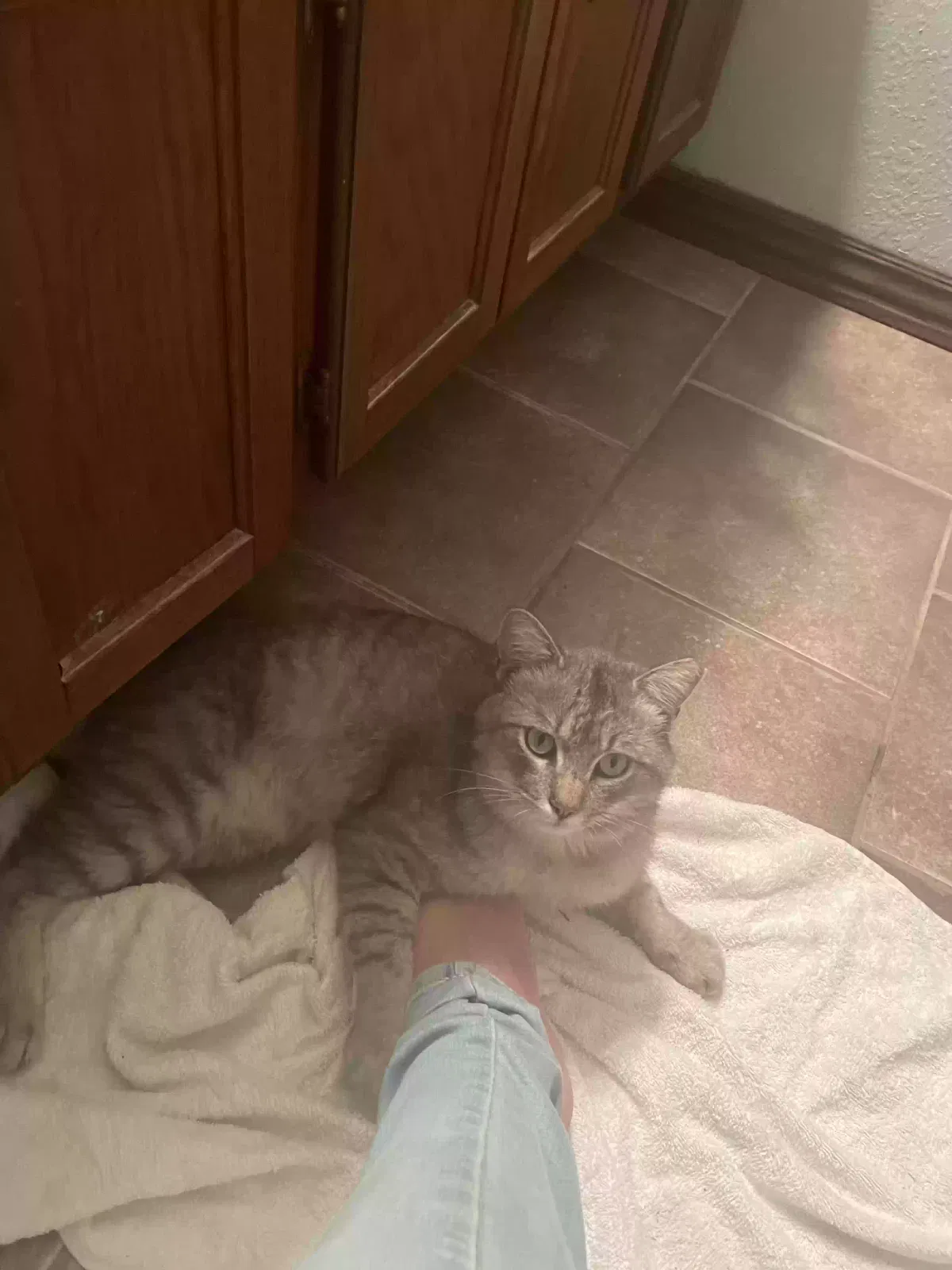 Lost cat in Seligman, MO, 65745