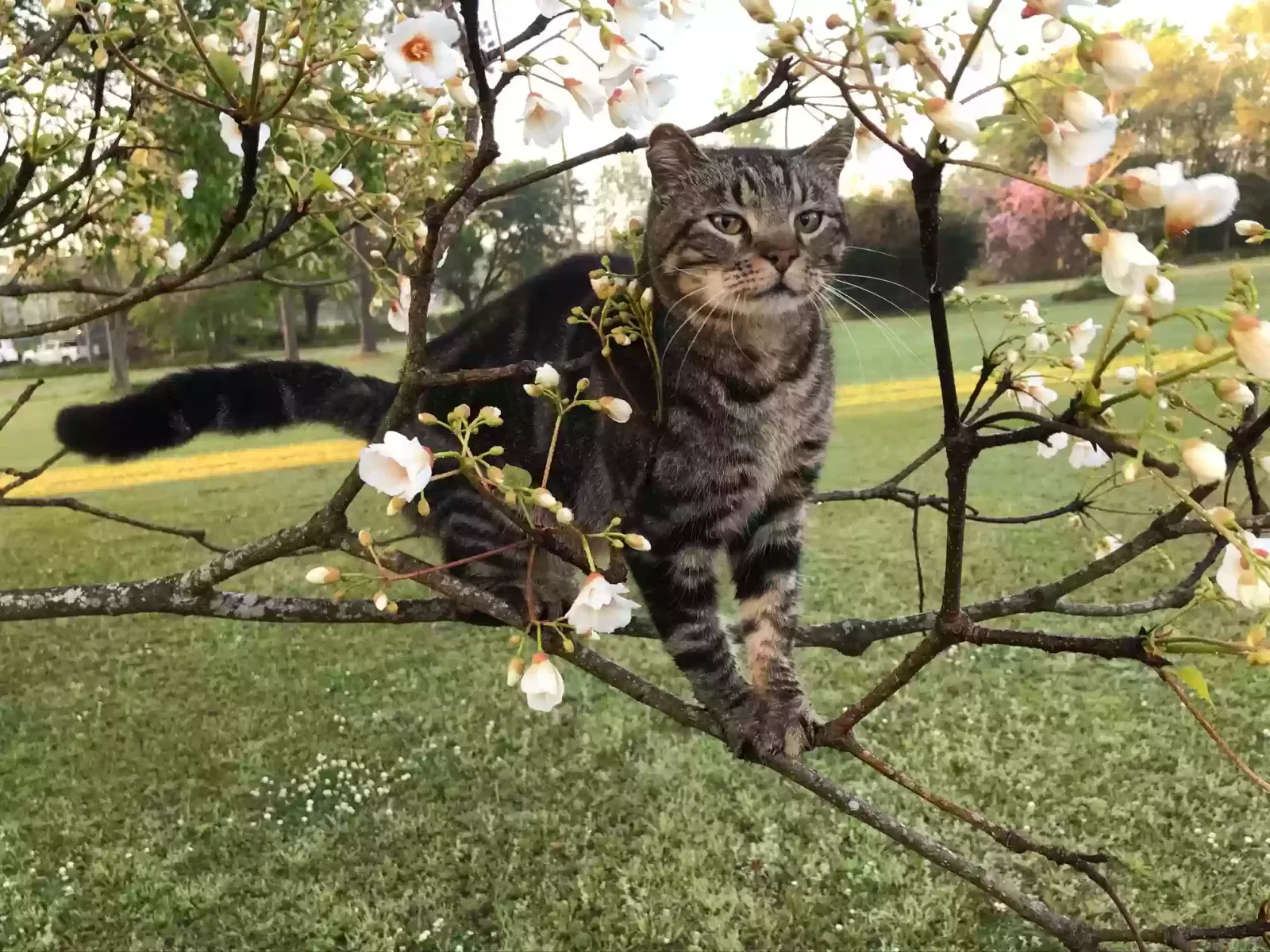 Lost cat in Youngsville, LA, 70592