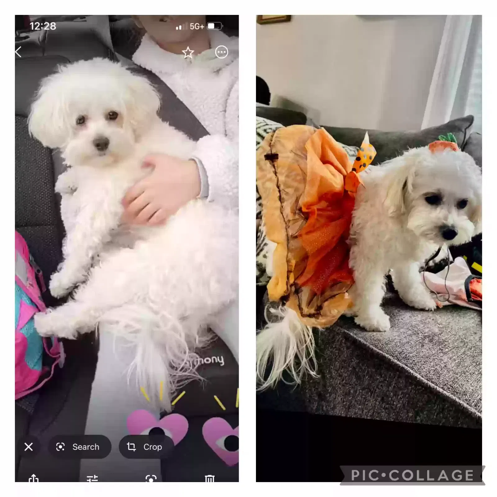 Lost dog in Tacoma, WA, 98445