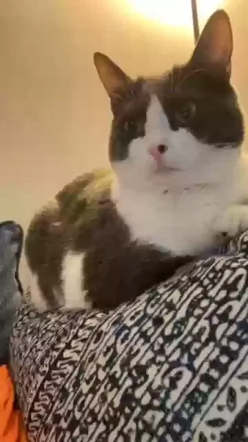 Lost cat in Charlotte, NC, 28210