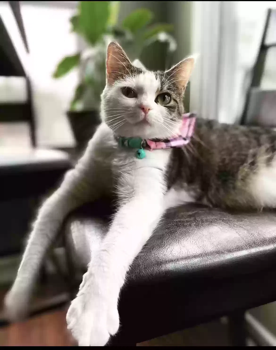 Lost cat in Rock Hill, SC, 29730