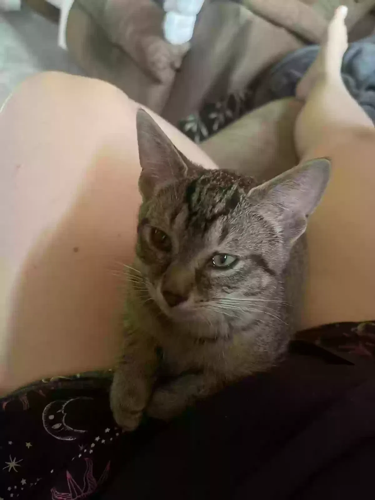 Lost cat in Milwaukee, WI, 53228
