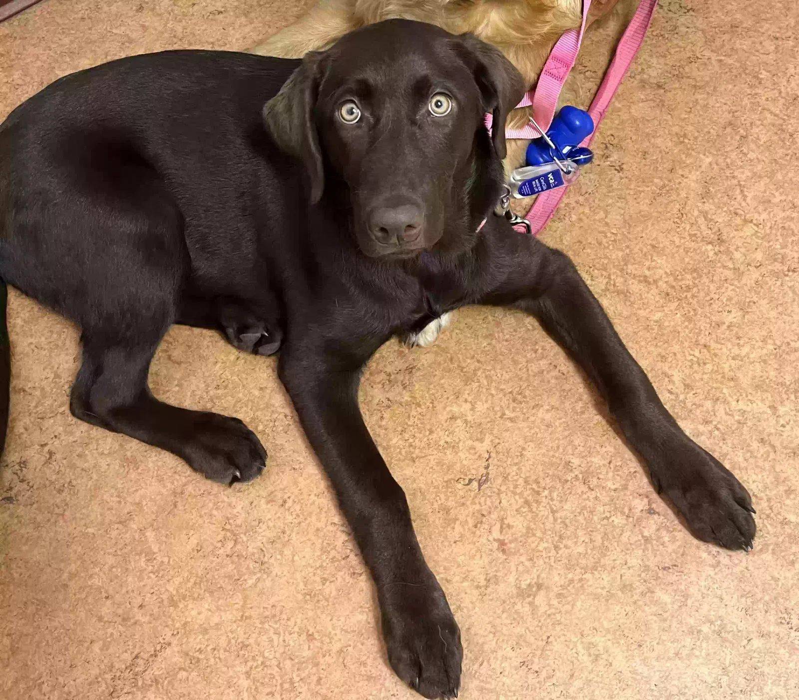 Lost dog in Lone Tree, CO, 80124