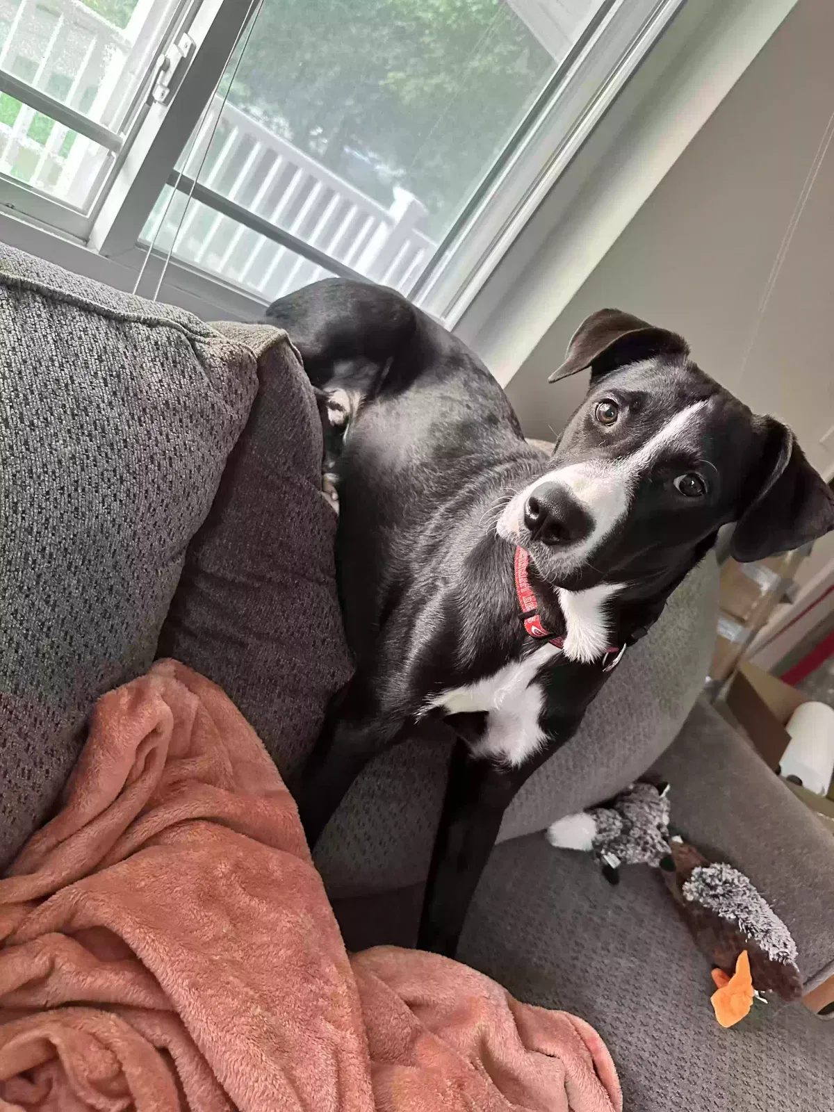 Lost dog in Covington, KY, 41011