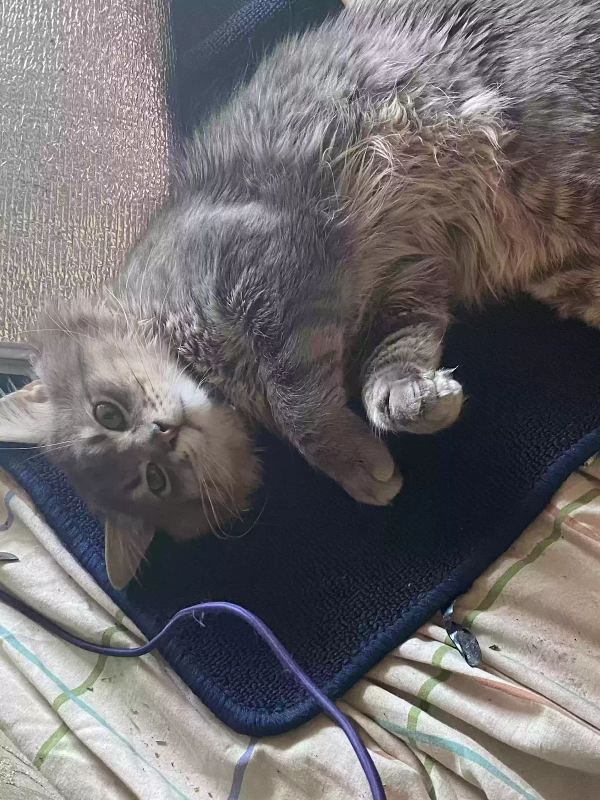 Lost cat in University Place, WA, 98467