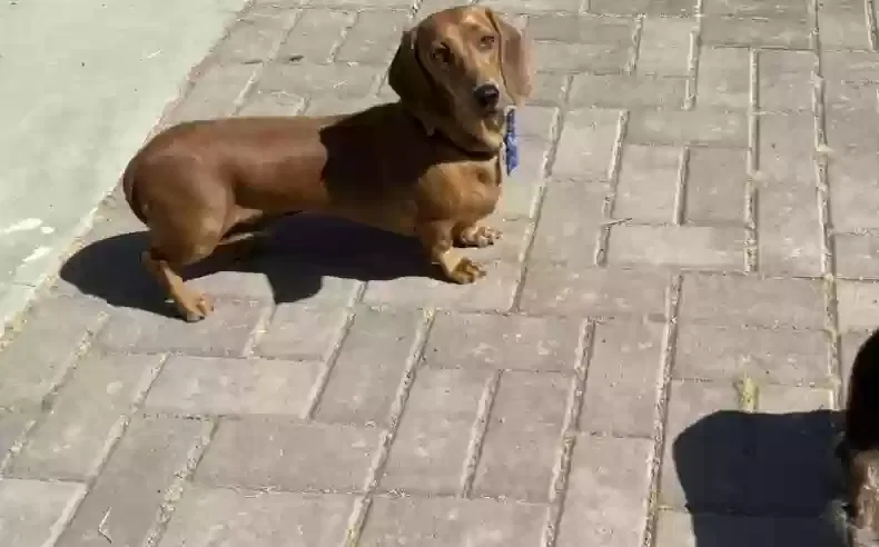 Lost dog in Bakersfield, CA, 93305